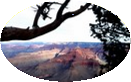 Grand Canyon under a limb