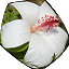 Hawaiian white flower