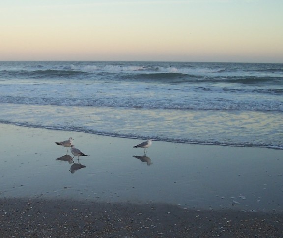  Gulls await supper
