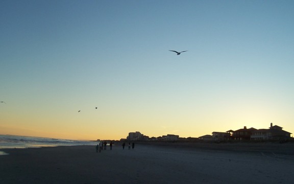  Gulls on a glide path to partake of tourists provender