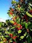  Holly at Croasdaile Farms, Durham NC
