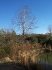  One tree by the pond at Croasdaile Farms, Durham NC