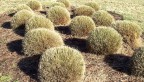  Humpback shrubs