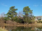  Two trees by the pond