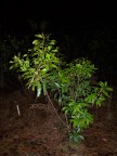  Nighttime at the North Carolina Botanical Garden