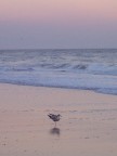  Gull pretending he is a flamingo