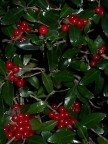  Holly by the sound