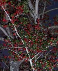  Berry burdened branches