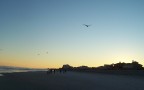  Gulls on a glide path to partake of tourists provender