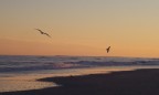  Gulls at sunset