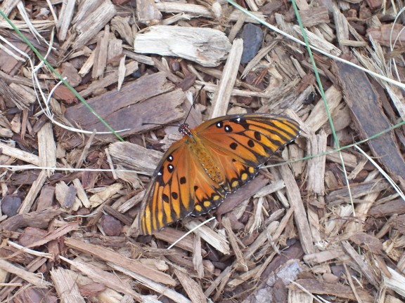  Bunches of butterflies (Airlie Gardens, Wilmington, NC)