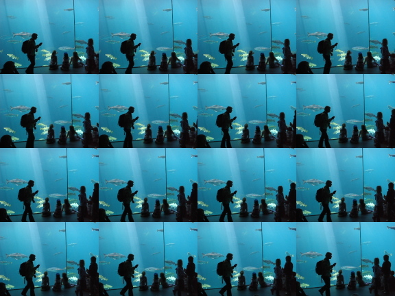  Waiting for the diver to feed the inmates (\xc5lesund Aquarium)