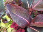  Among the many beautiful plantings gracing the sidewalks of downtown Niagara-on-the-Lake, Ontario