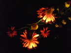Flowers in the Herb Garden, at night