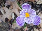crocus in the Elizabethan Herb Garden, Mellon Park