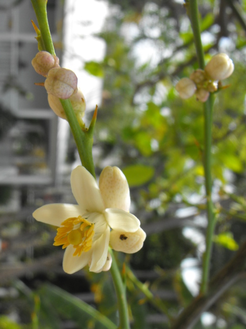 Blossom at the Audubon House, Key West