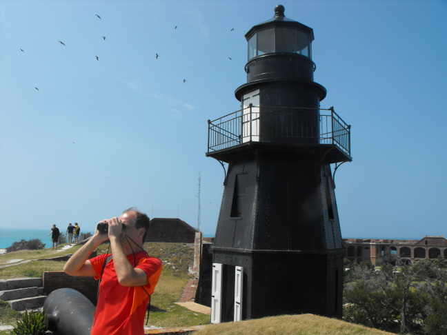 A few of Fort Jefferson's myriad Frigate Birds soar over its Harbor Light lighthouse, Dry Tortuggas
