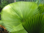  Fan plant at the Audubon House, Key West