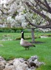  Goose in cincinnati park