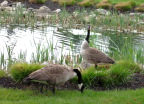  Geese in cincinnati park