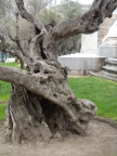  Centuries-old olive tree, Cervantes Plaza, Madrid