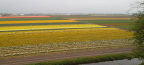  Flower fields at Keukenhof